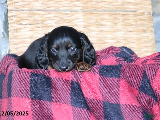 Miniature Dachshund dogs Holly - Ad 9