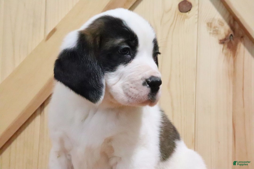 Saint Bernard dogs for sale: Tinsel - Ad 4