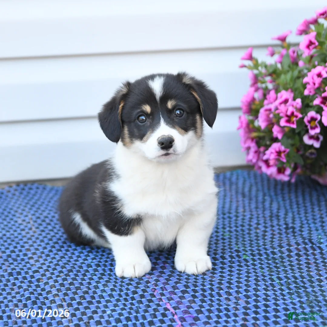 Welsh Corgi Pembroke dogs for sale: Crystal - Ad 1