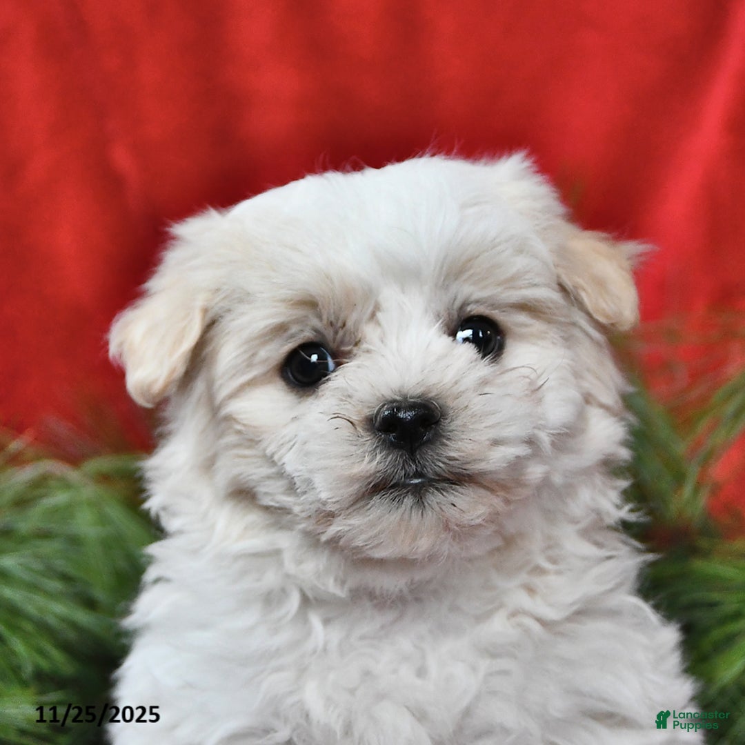 Maltese dogs for sale: Kyle - Ad 4