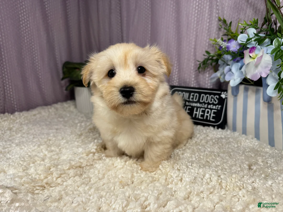Havanese dogs for sale: Havanese 1 - Ad 1