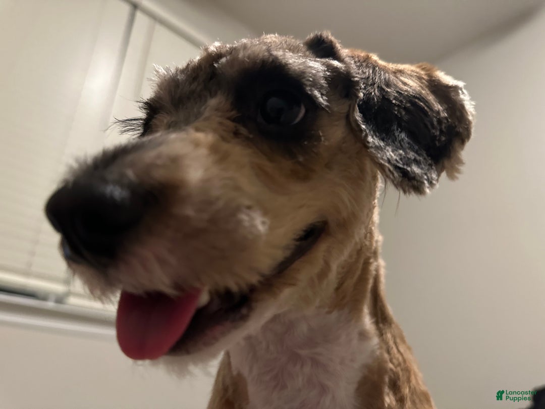 Miniature Poodle dogs for sale: Miniature Poodle Puppy 1 - Ad 6