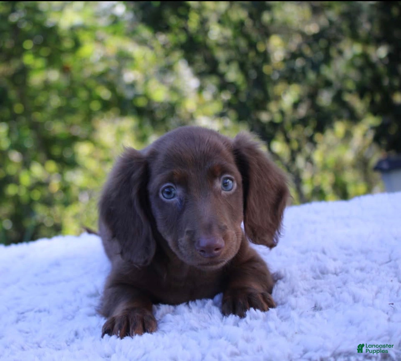 Dachshund dogs Max - Ad 7