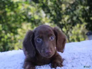 Dachshund dogs Max - Ad 7