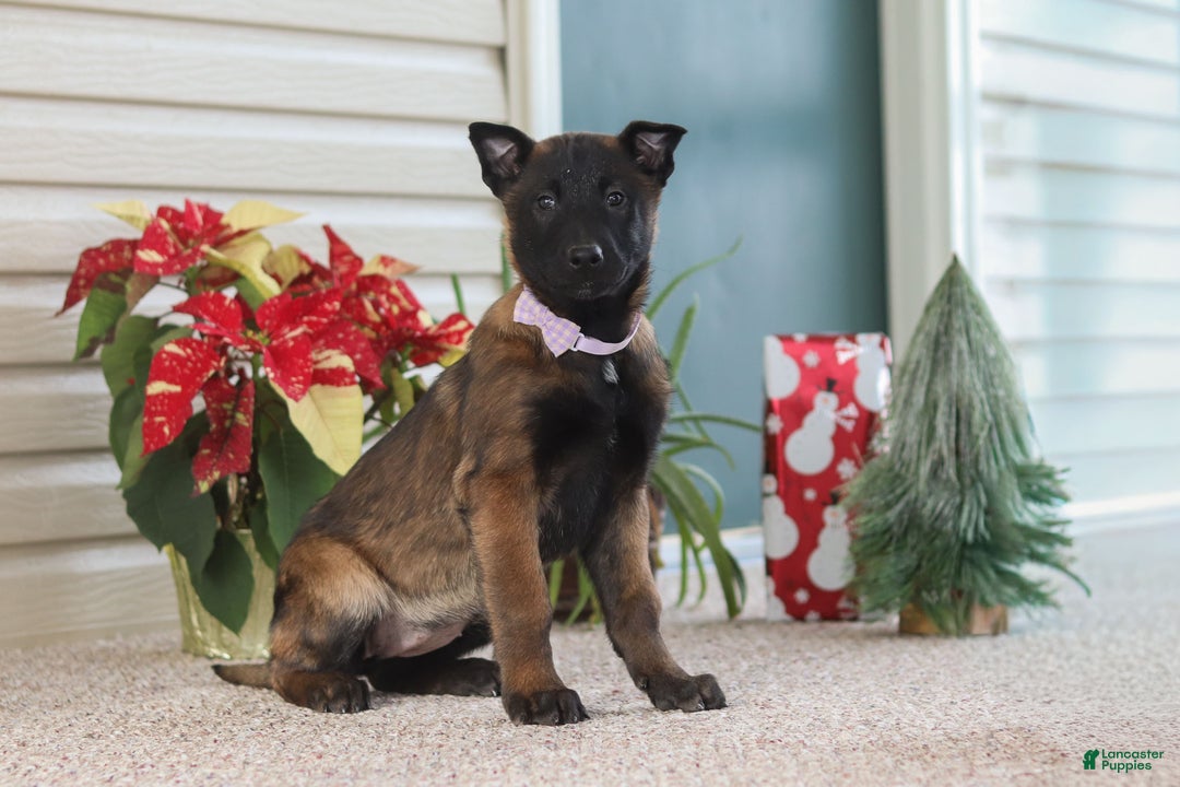 Belgian Malinois dogs for sale: Pumpkin - Ad 6