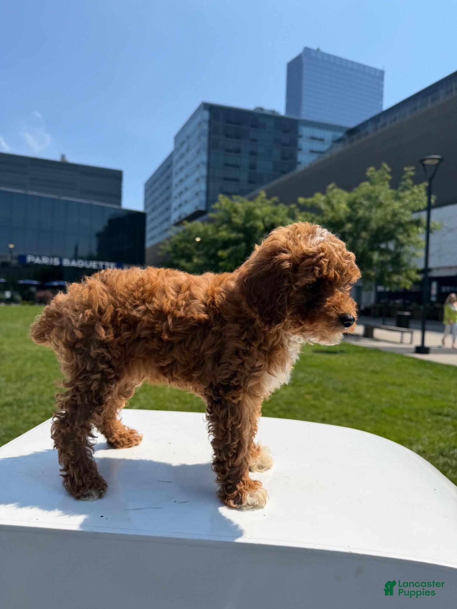 Toy Poodle dogs AKC BUDDY🐾❤️ - Ad 22