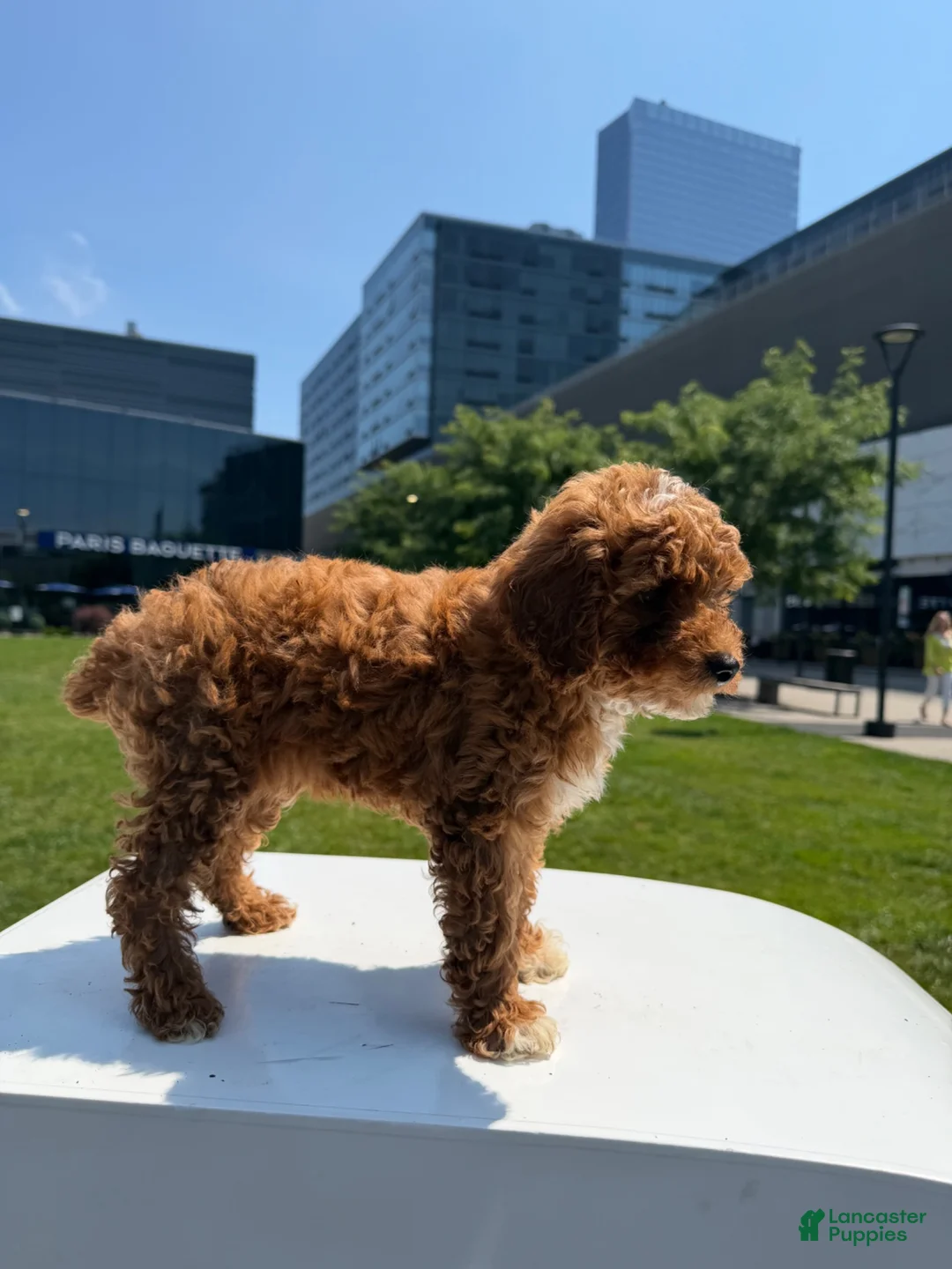 Toy Poodle dogs for sale: AKC BUDDY🐾❤️ - Ad 1