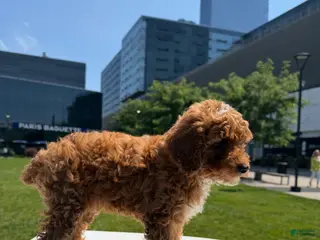 Toy Poodle dogs AKC BUDDY🐾❤️ - Ad 22