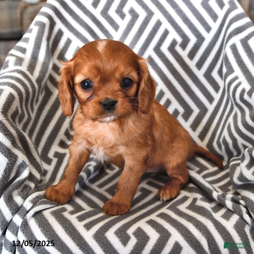 Cavalier King Charles Spaniel dogs for sale: Posey - Ad 2