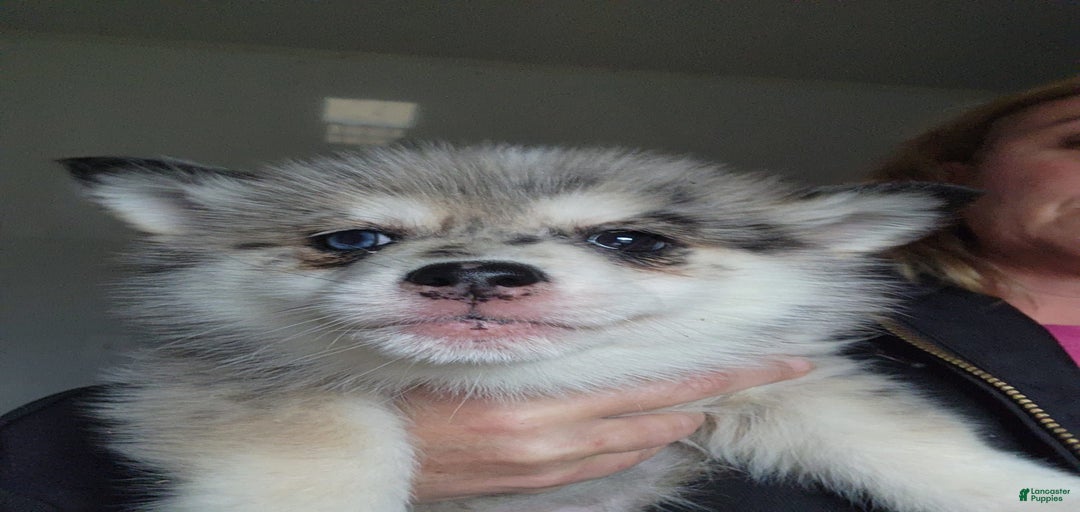 Gallery Image {{count}}