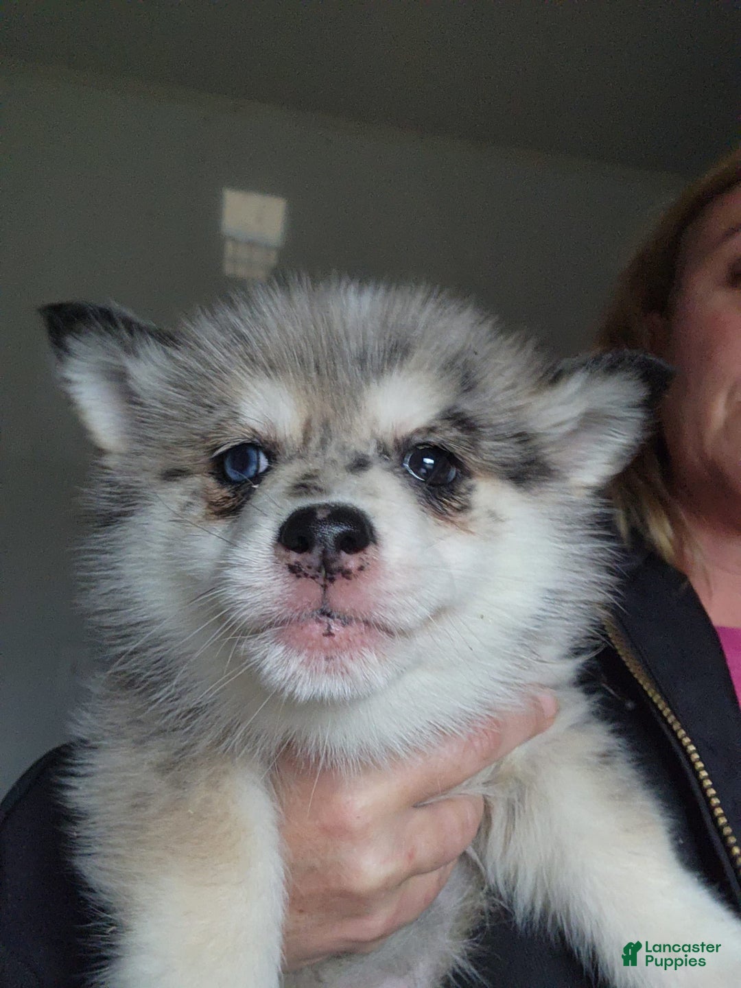 Gallery Image {{count}}