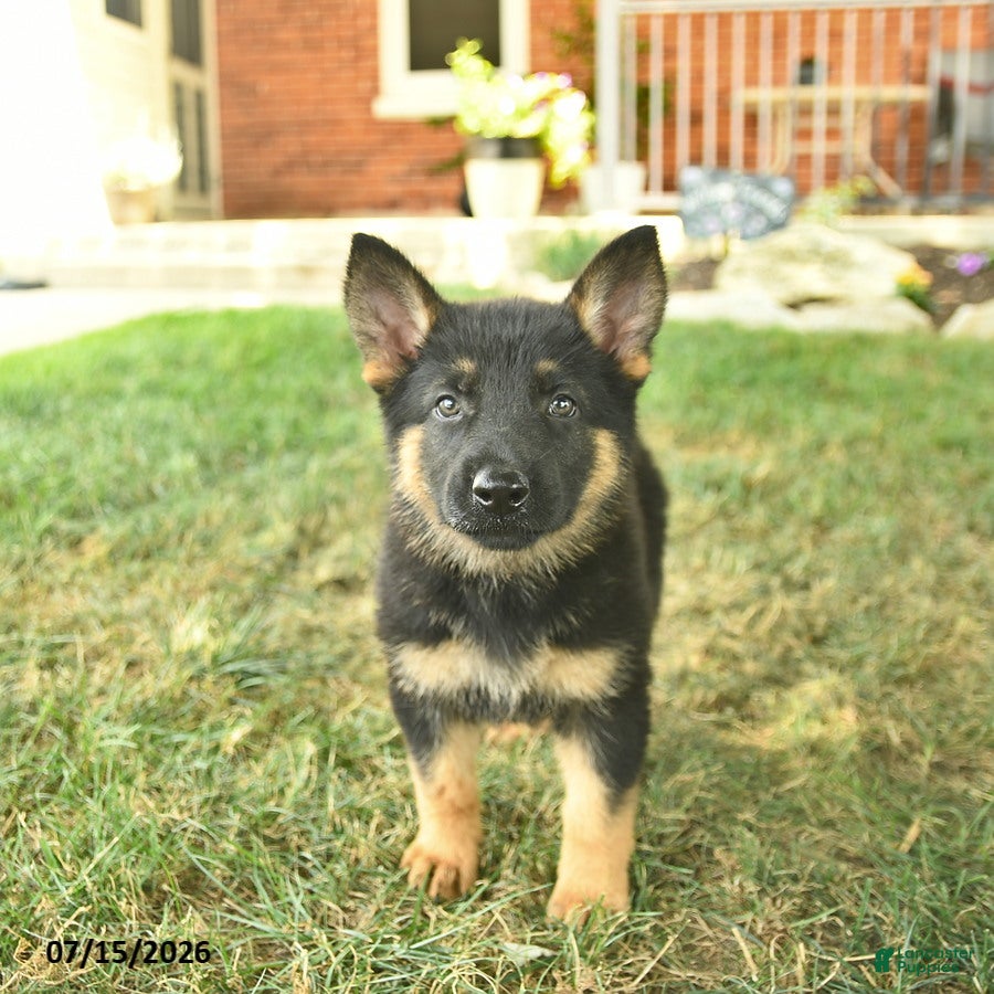 German Shepherd dogs Twinkle  - Ad 1