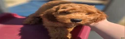 Cockapoo dogs for sale: Cashmere - Ad 2