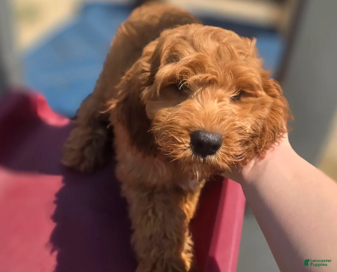 Cockapoo dogs for sale: Cashmere - Ad 2
