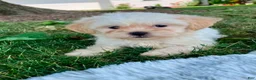 Teddy Bear dogs for sale: Callie - Ad 5