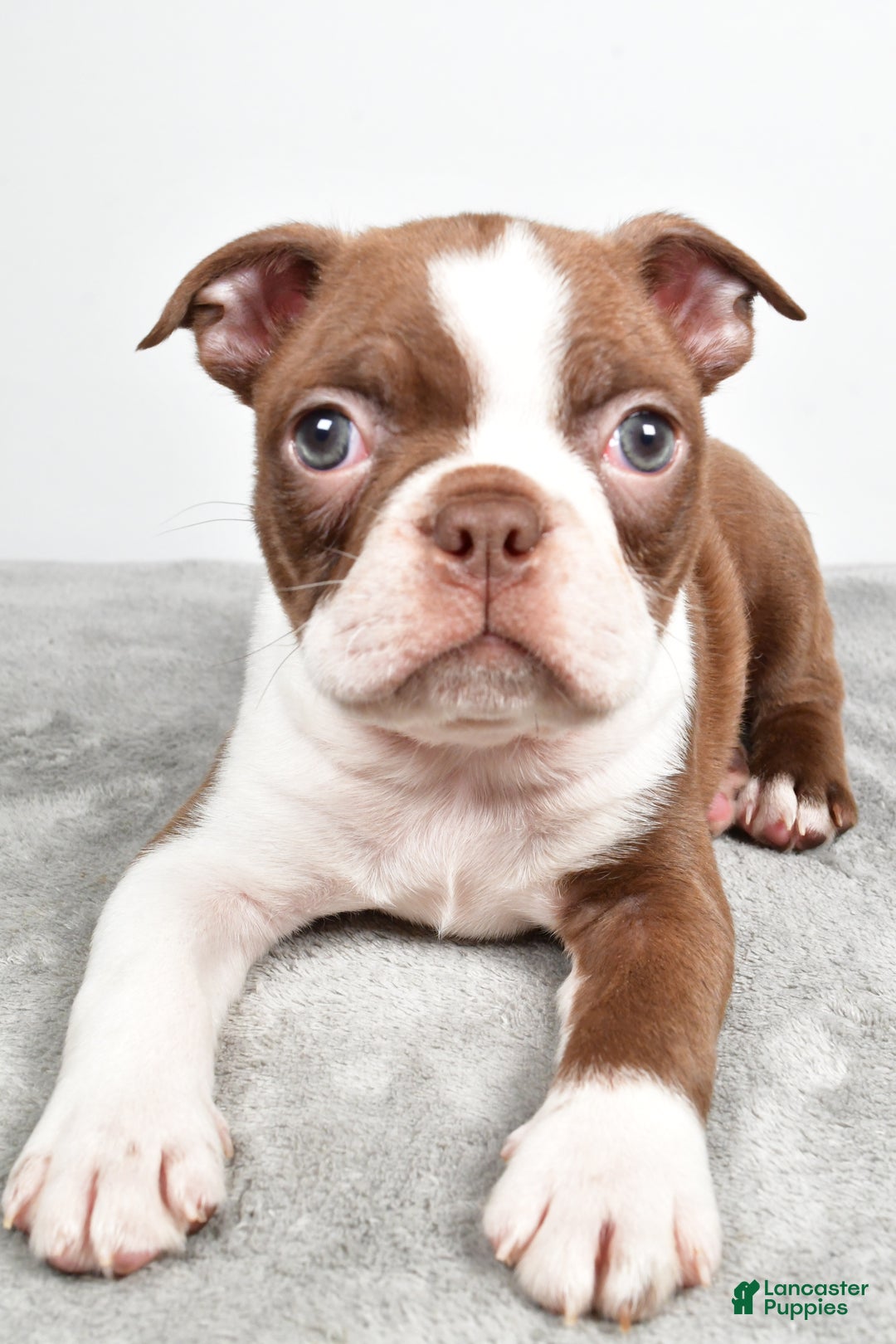 Boston Terrier dogs for sale: Jasper - Ad 2