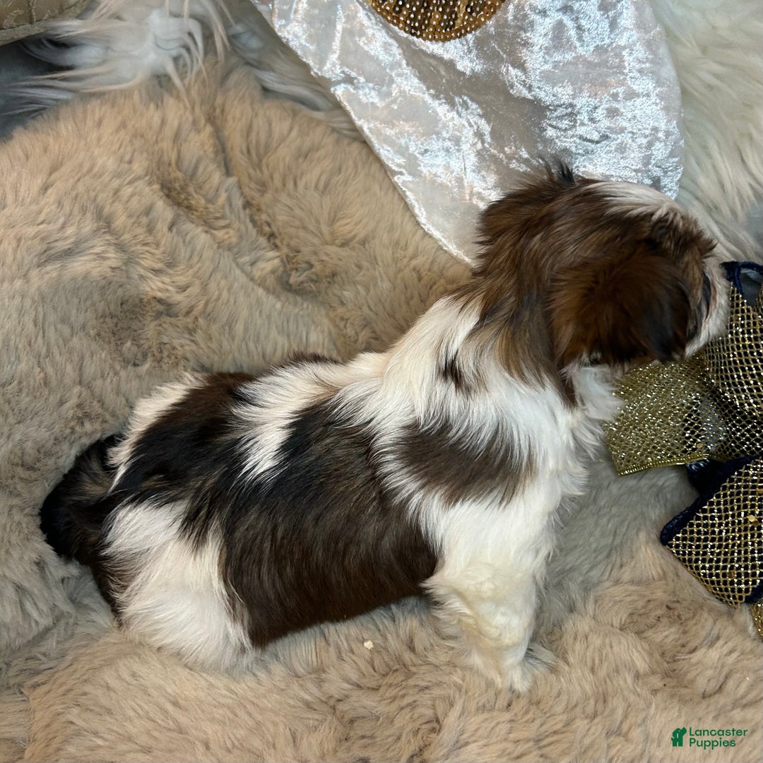 Mixed Breed dogs for sale: Blossom  - Ad 7