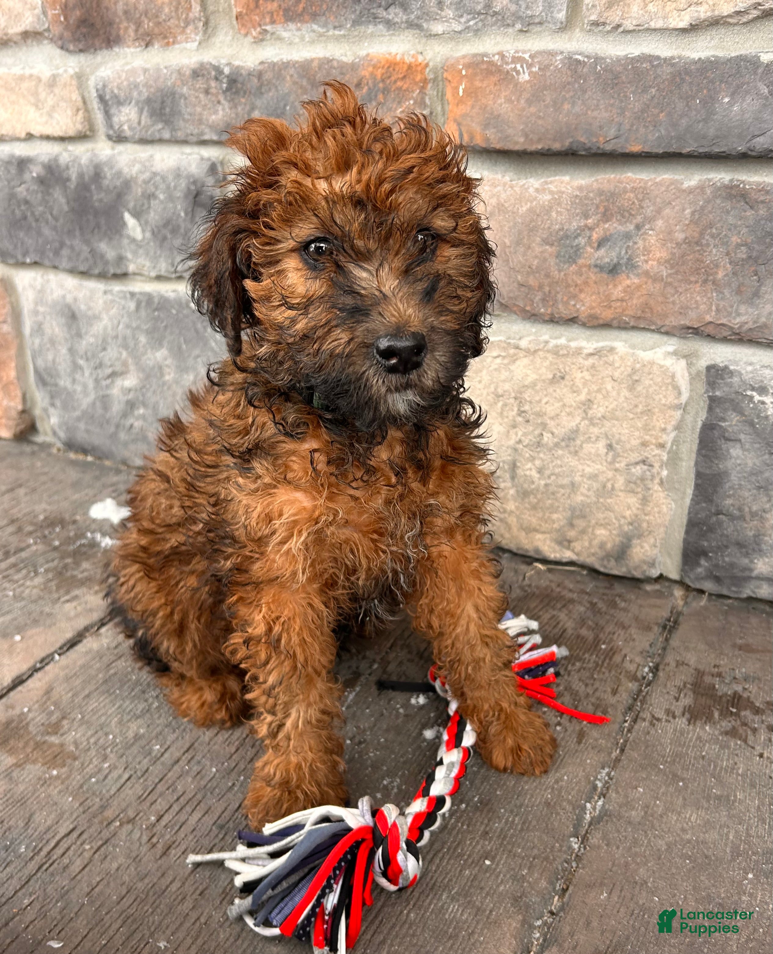 Whoodle dogs Everly - Ad 8