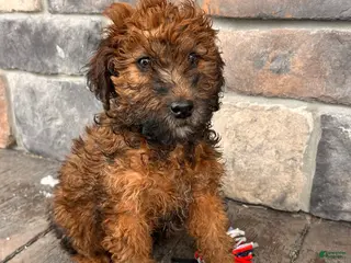 Whoodle dogs Everly - Ad 8