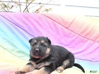 German Shepherd dogs Lily - Ad 16