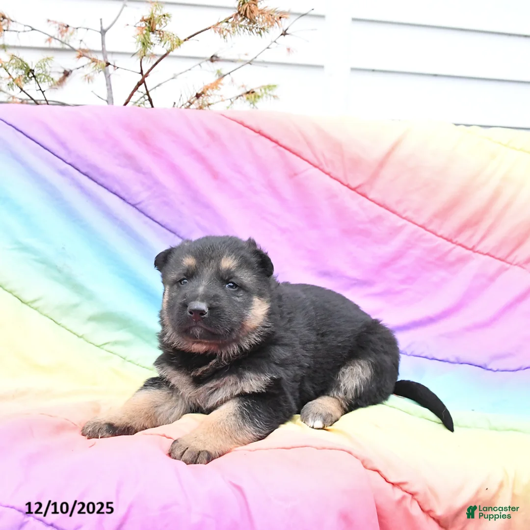German Shepherd dogs for sale: Lily - Ad 4