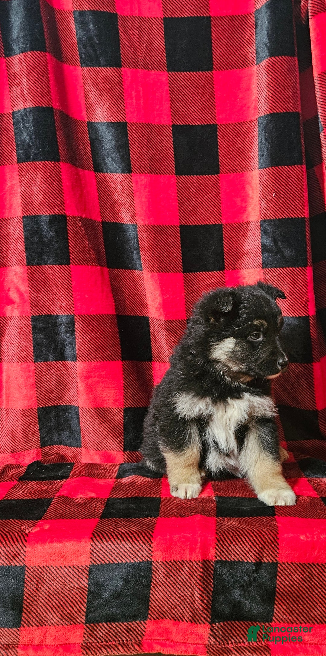 Mixed Breed dogs for sale: Brady - Ad 5