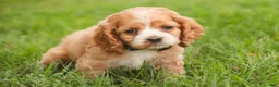Cocker Spaniel dogs for sale: April Cocker Spaniel  - Ad 4