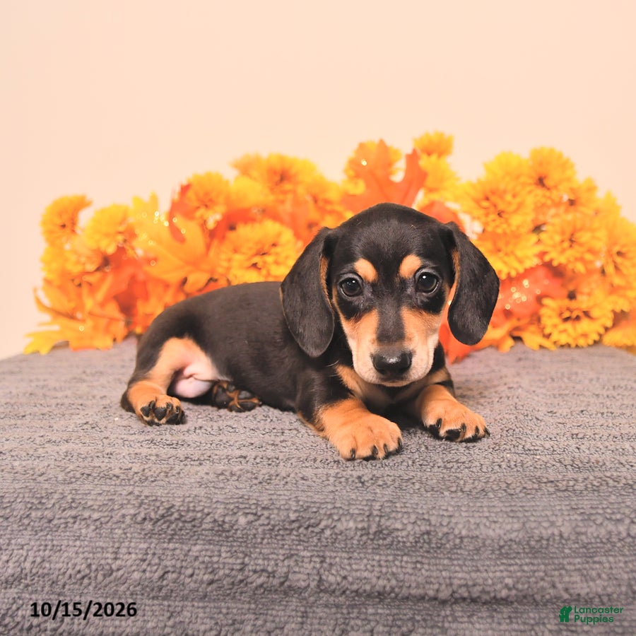 Miniature Dachshund dogs for sale: Rigg - Ad 2