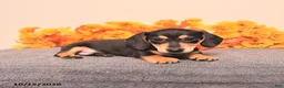 Miniature Dachshund dogs for sale: Rigg - Ad 2
