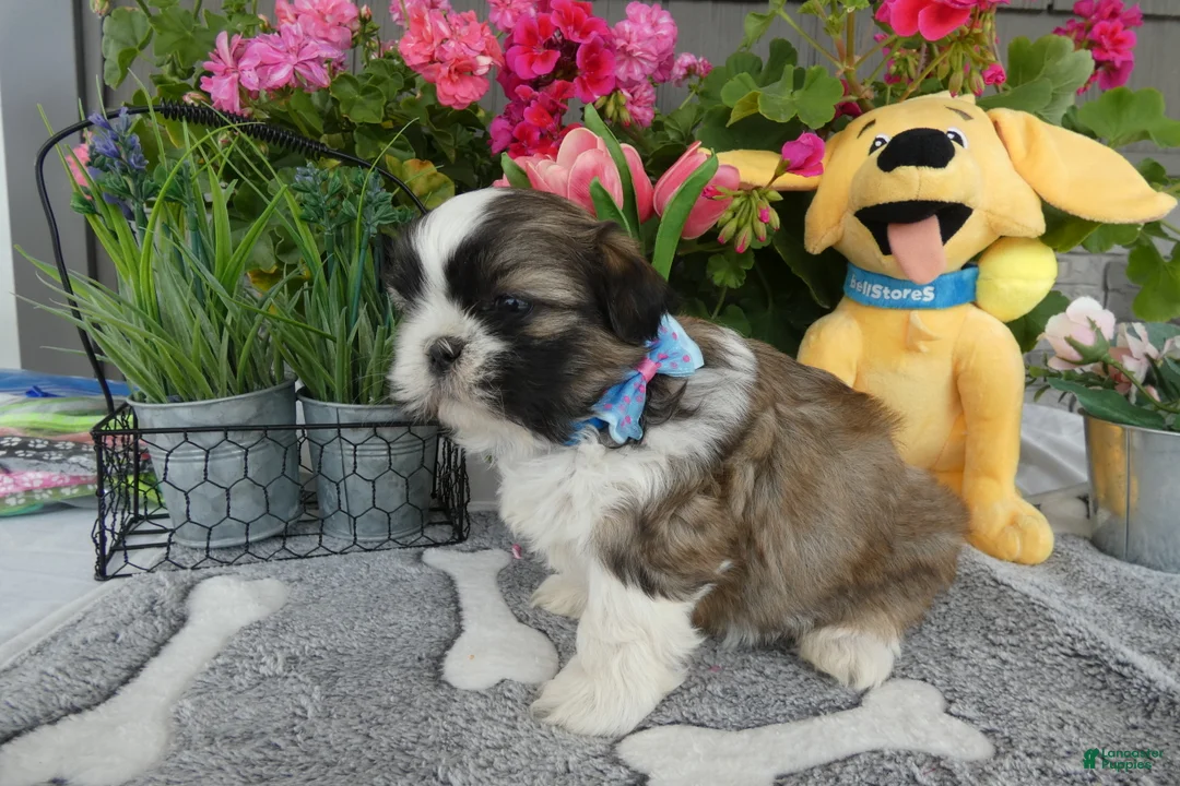 Shih Tzu dogs for sale: Shih Tzu 2 Midas - Ad 1