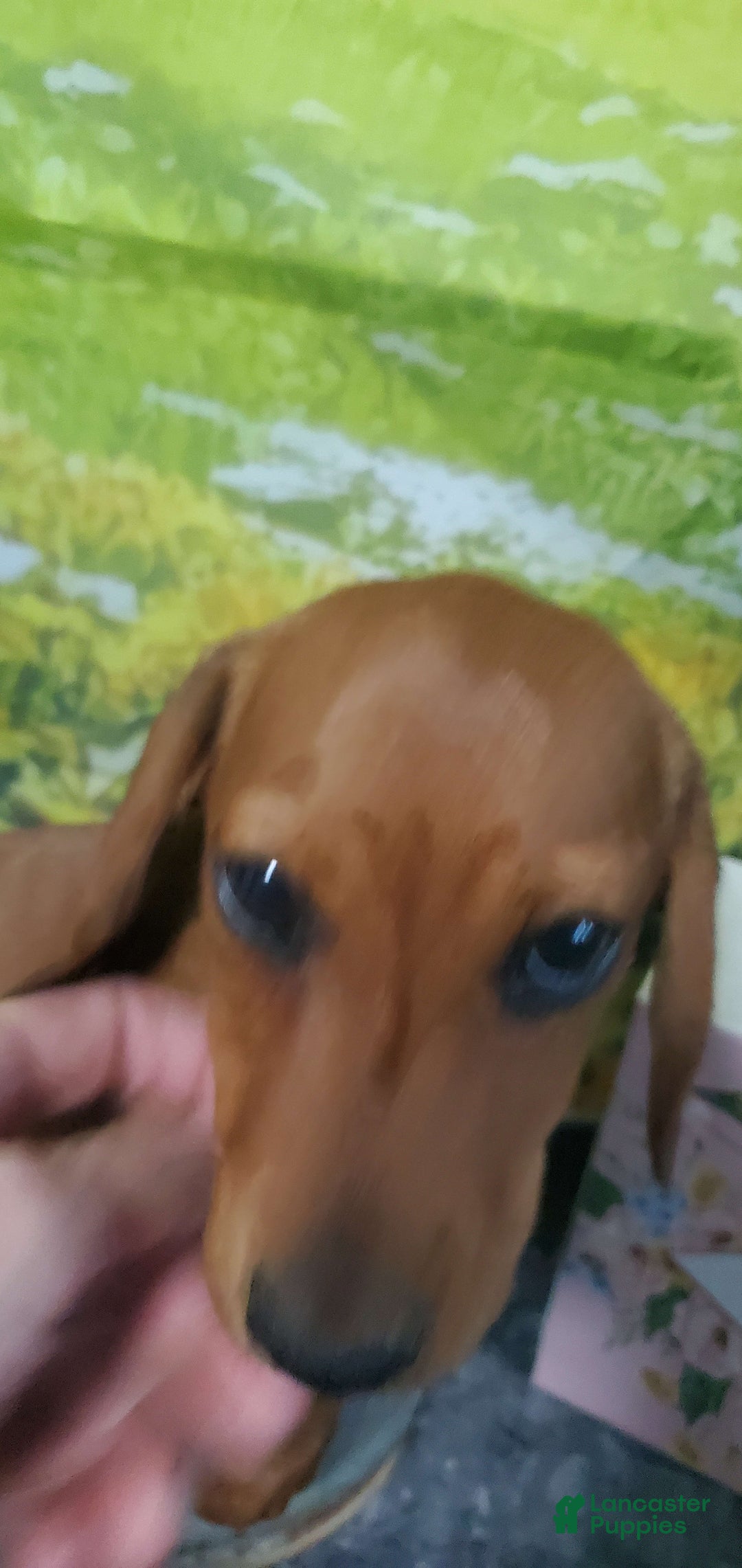 Dachshund dogs for sale: Jolly - Ad 4