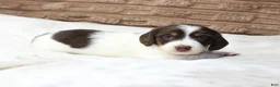 Dachshund dogs for sale: Macy - Ad 4