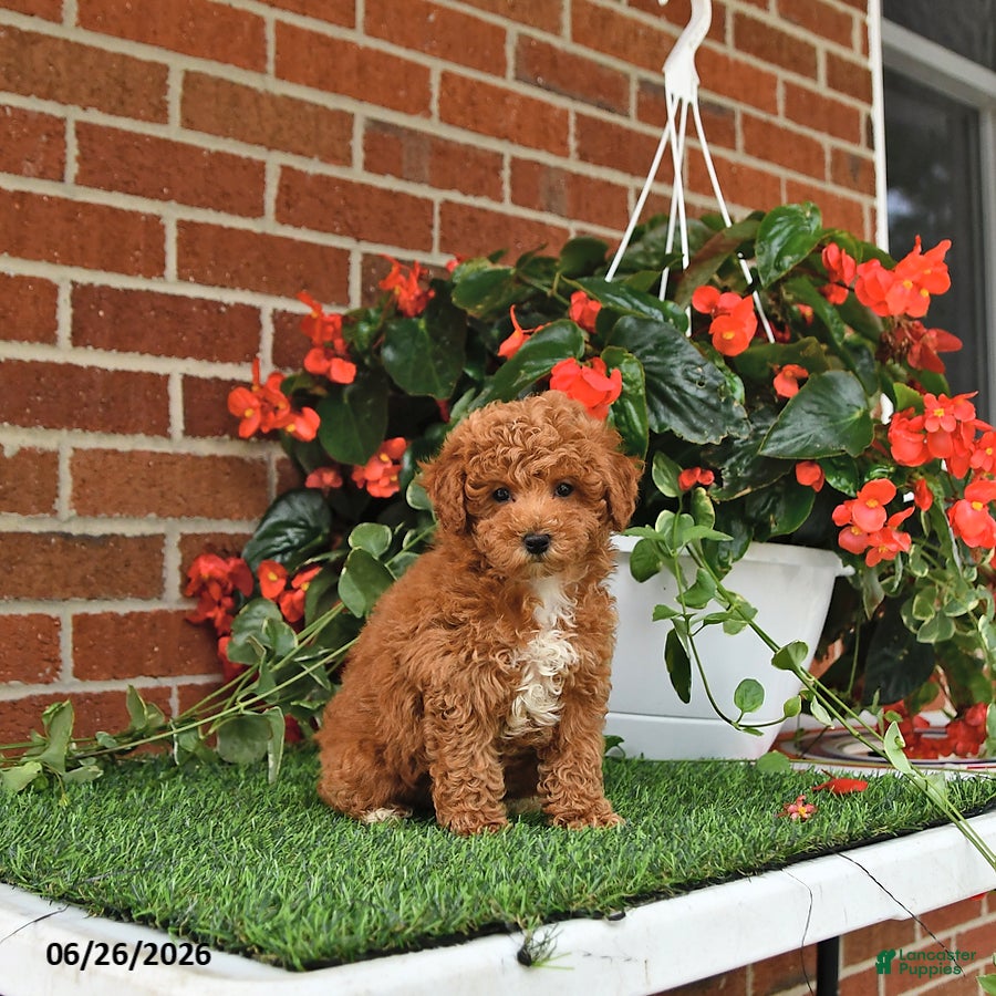Toy Poodle dogs Daisy - Ad 1