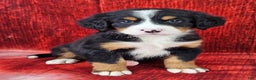 Bernese Mountain Dog dogs for sale: Smokey - Ad 1