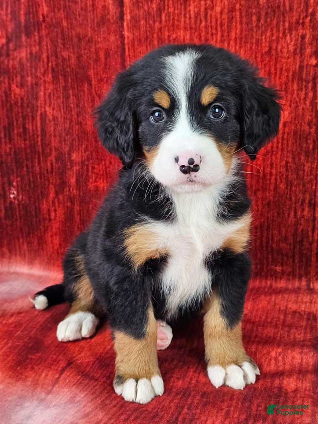 Bernese Mountain Dog dogs for sale: Smokey - Ad 1