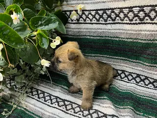 Cairn Terrier dogs for sale: Molly - Ad 1