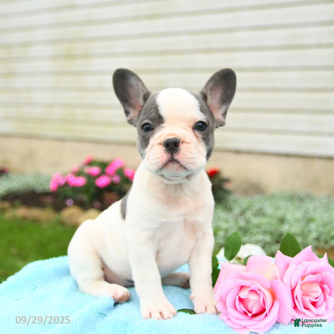 French Bulldog dogs for sale: Bonnie - Ad 8