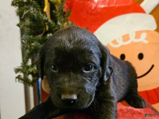 Mixed Breed dogs GIrl #2 - Ad 33