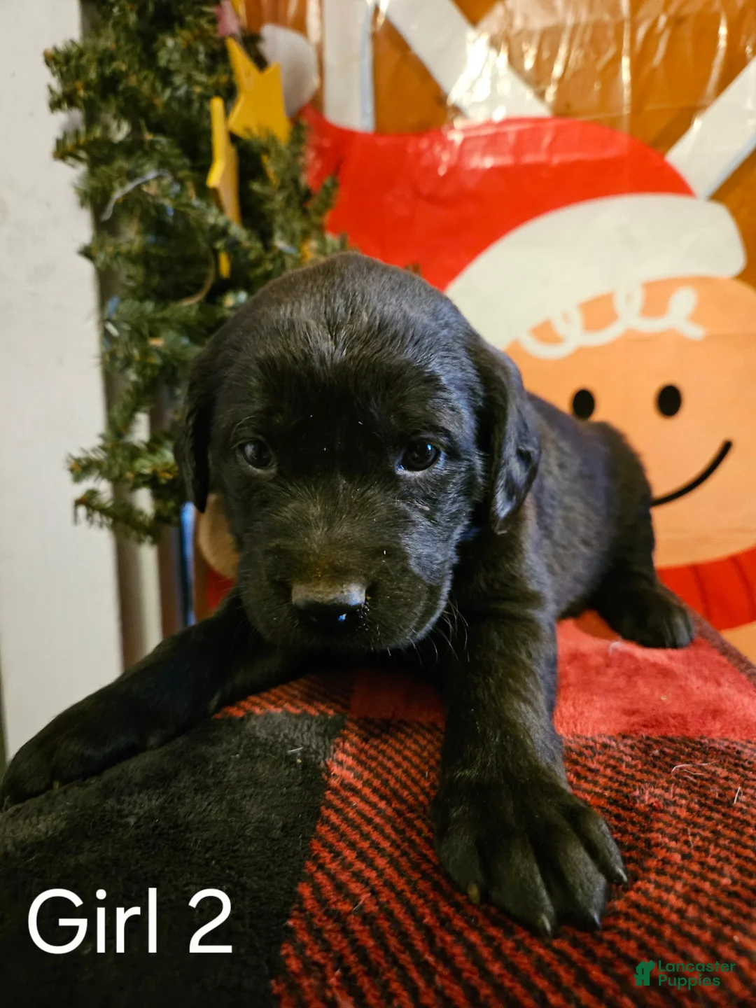 Mixed Breed dogs for sale: GIrl #2 - Ad 2