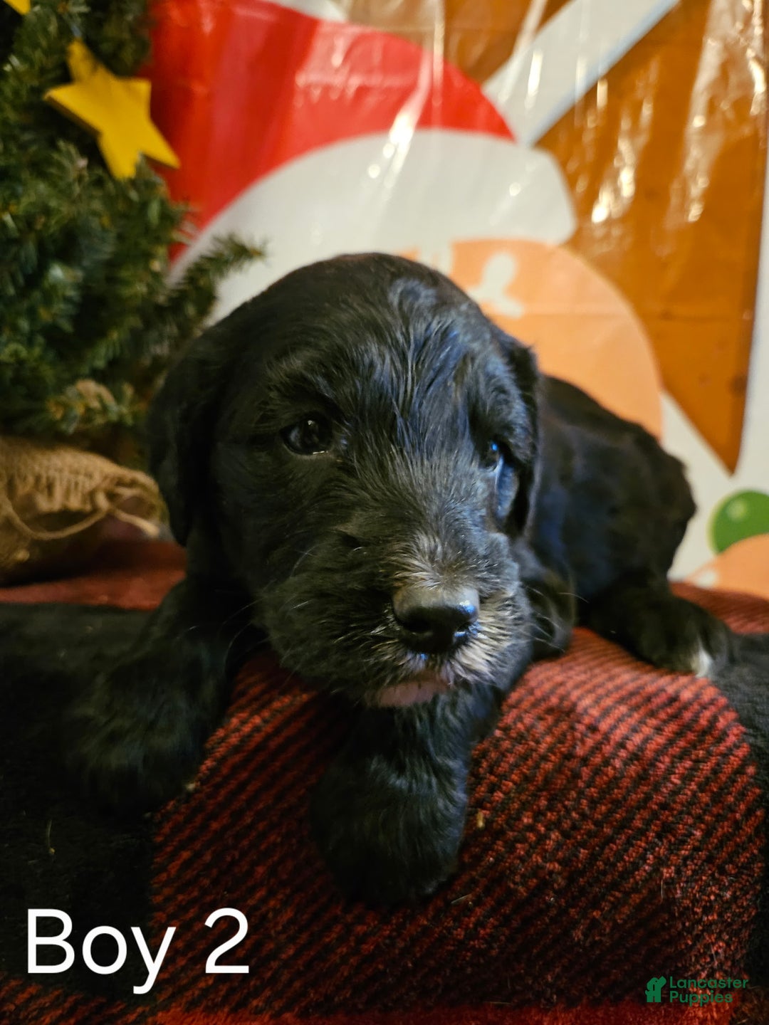 Mixed Breed dogs for sale: Boy #2 - Ad 1