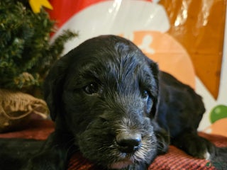 Mixed Breed dogs Boy #2 - Ad 31