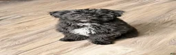 Havapoo dogs for sale: Silas - Ad 2