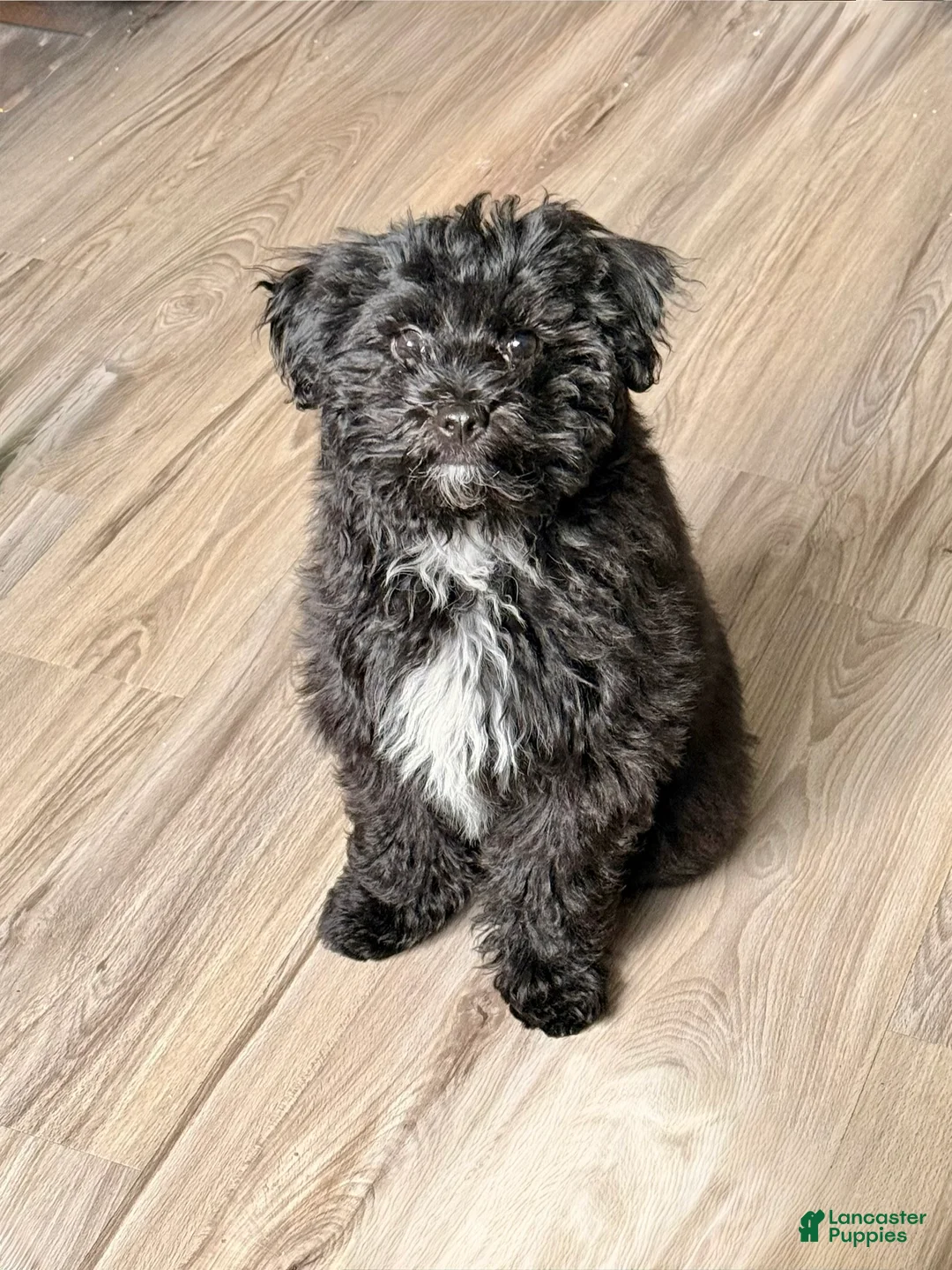 Havapoo dogs for sale: Silas - Ad 2