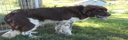 Newfoundland dogs for sale: Mason - Ad 6