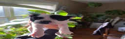 Boston Terrier dogs for sale: Boston Terrier 1 - Ad 2