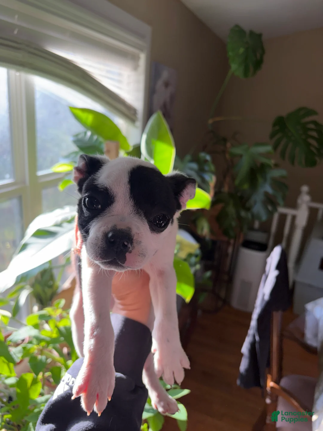 Boston Terrier dogs for sale: Boston Terrier 1 - Ad 2