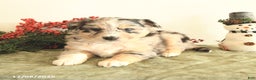 Miniature Australian Shepherd dogs for sale: Tracy - Ad 3