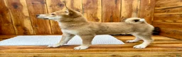 Shiba Inu dogs for sale: Shiba Inu Puppy 4 - Ad 6
