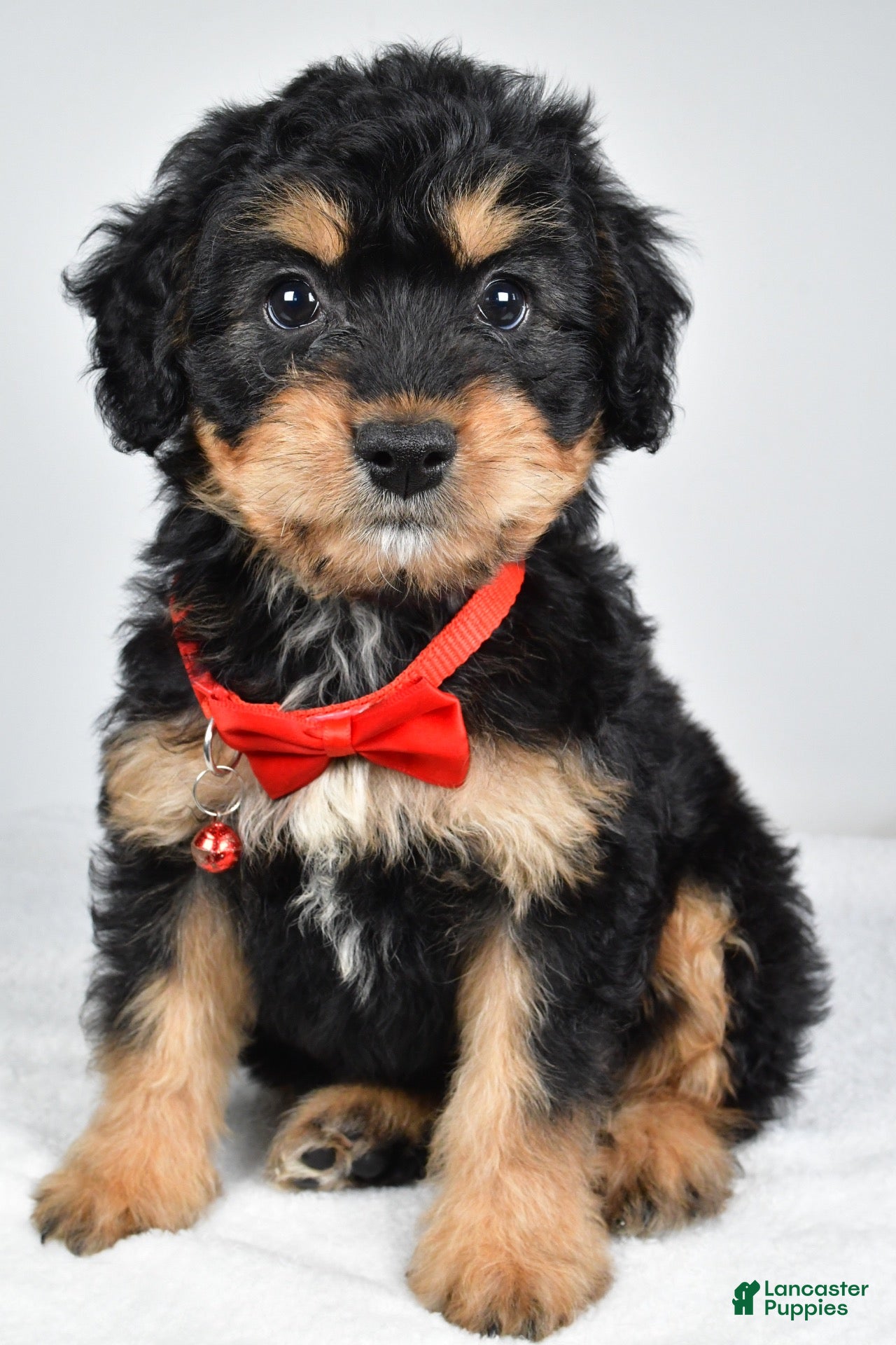 Mixed Breed dogs Teagan - Ad 1