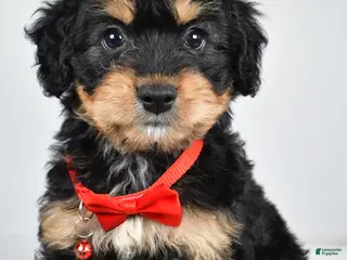 Mixed Breed dogs Teagan - Ad 1